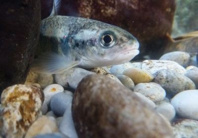 Acuario de Gijon