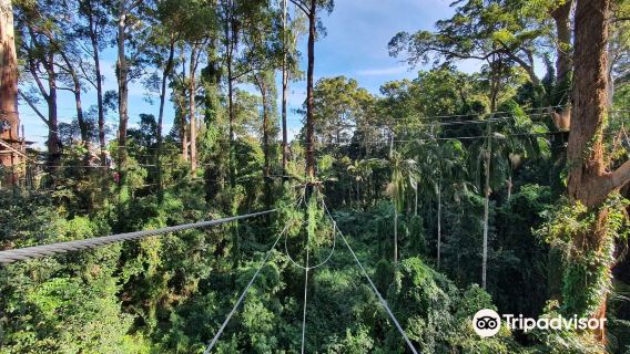 TreeTop Challenge Big Pineapple - Australia's Highest Adventure Park
