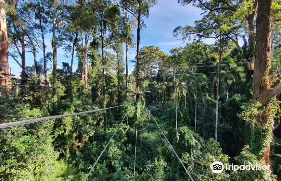 TreeTop Challenge坦伯林山樹頂挑戰成人