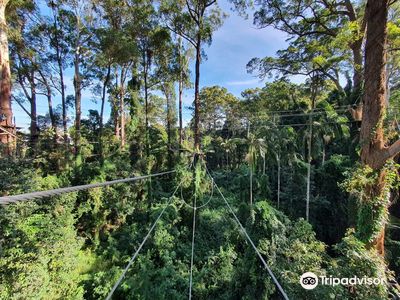 TreeTop Challenge Big Pineapple - Australia's Highest Adventure Park