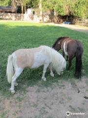 Snake River Doodle's Therapy Animals & Petting Zoo