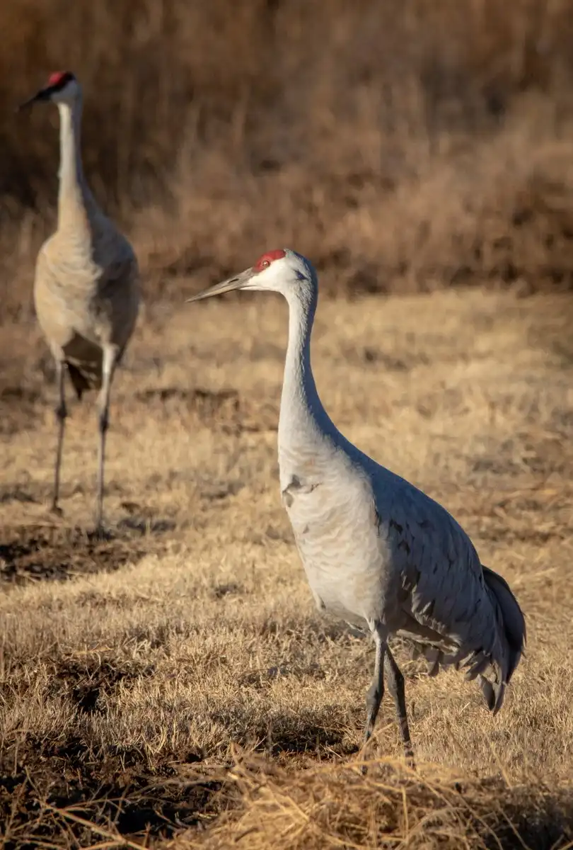 Hotels near Ladd S. Gordon Waterfowl Complex - Bernardo