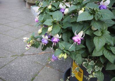 Fuchsienrundgang