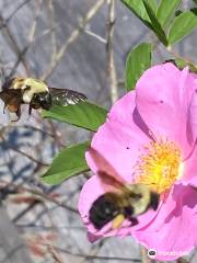 Adkins Arboretum