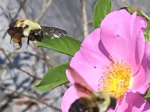 Adkins Arboretum