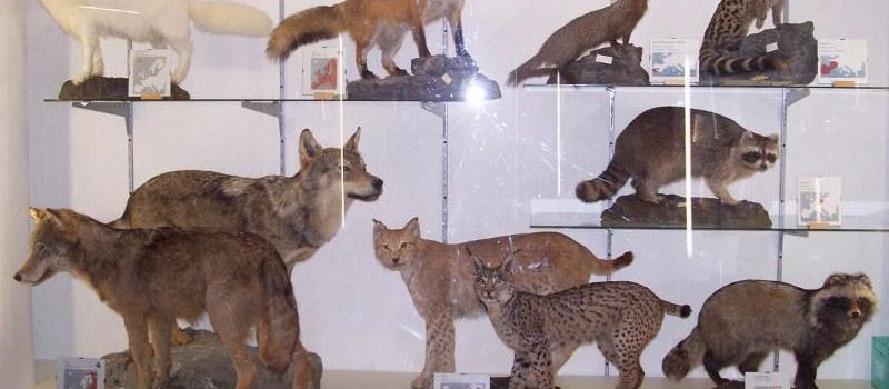 MUSEO NATURALISTICO