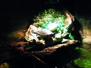 Sealife Adventure