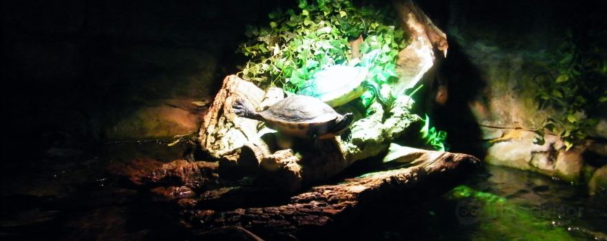 Sealife Adventure