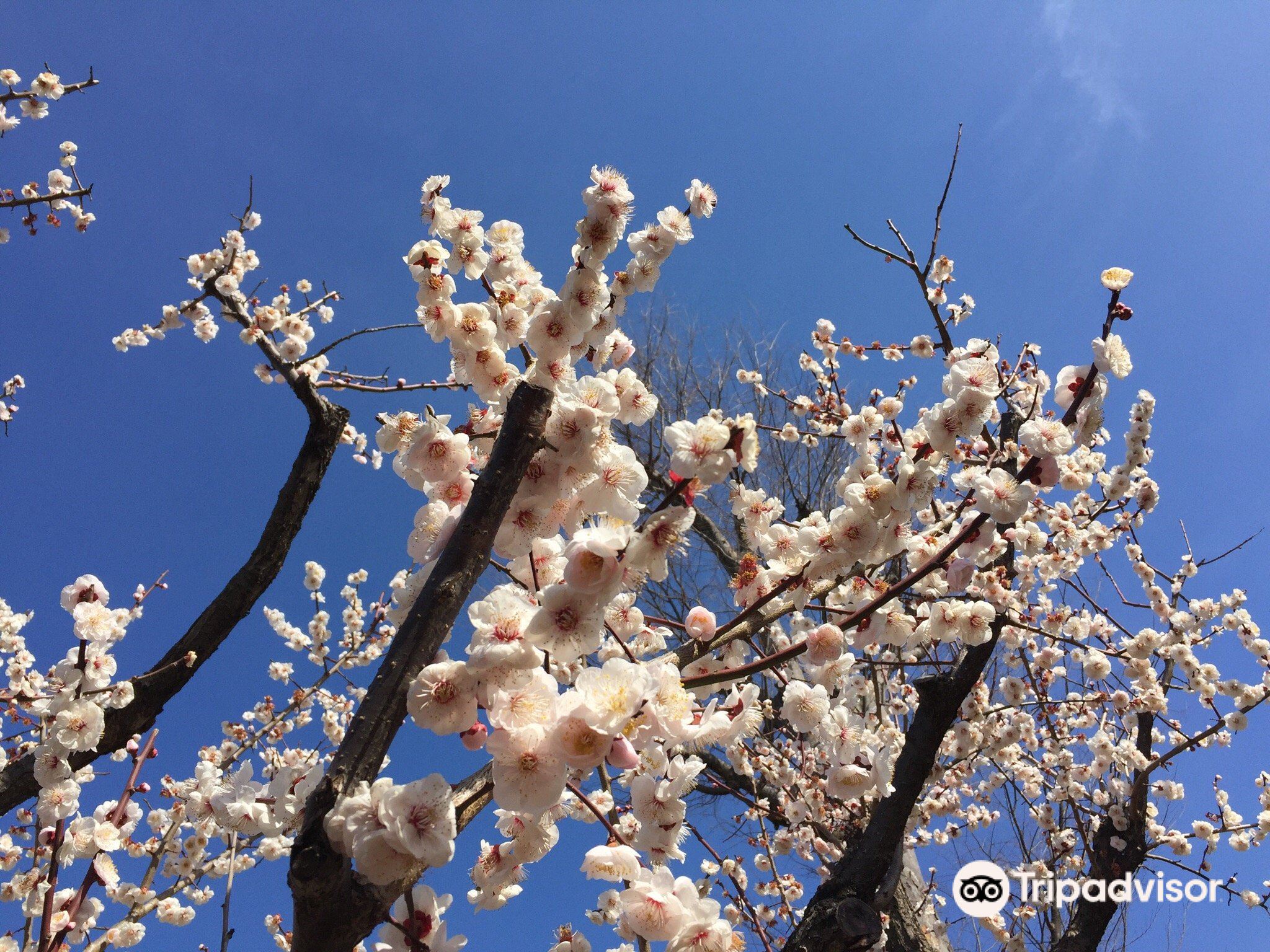 Setagaya Ume Blossom Matsuri | Tokyo