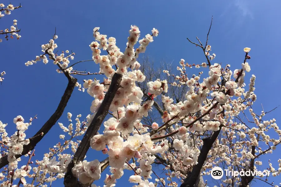 Setagaya Ume Blossom Matsuri