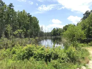 Manchester State Forest