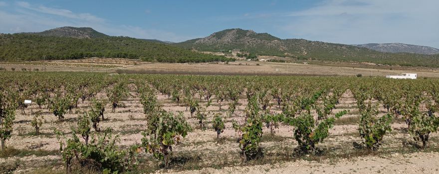 Bodegas Mónóvar