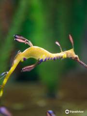 Seahorse World