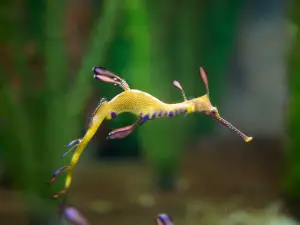 Seahorse World