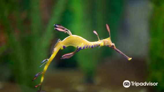Seahorse World
