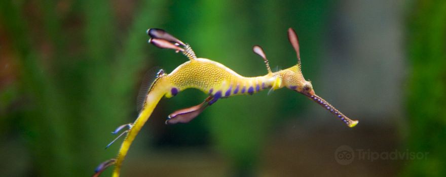 Seahorse World