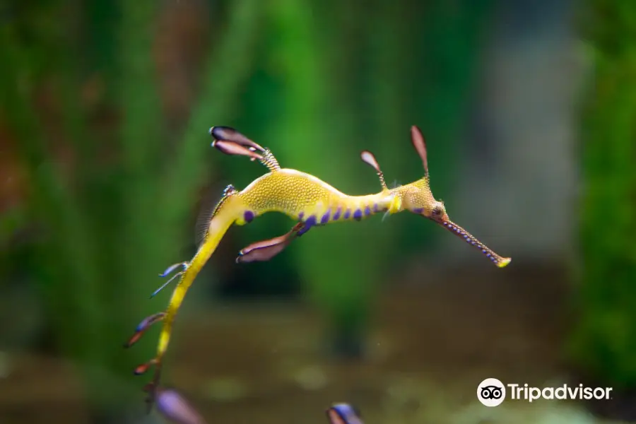 Seahorse World