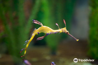 Seahorse World