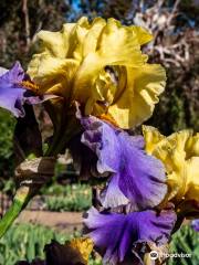 Nola's Iris Garden