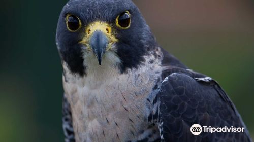 The Devon Bird of Prey Centre