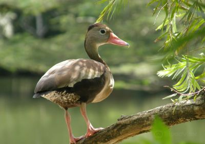 Pointe-a-Pierre Wildfowl Trust