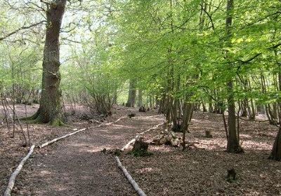 Parndon Wood Nature Reserve