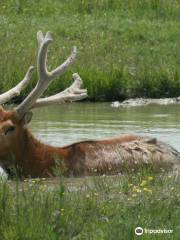 Wild Country Safari Park