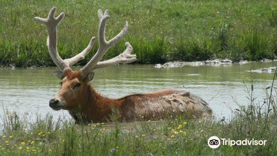 Wild Country Safari Park