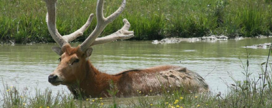 Wild Country Safari Park