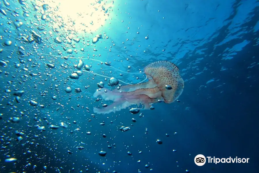 Malta Blue Diving