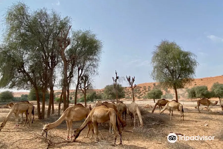 Al Sawan Camel Track