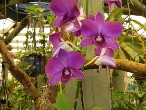 Orchid Display House