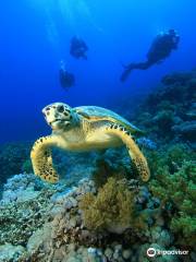 Nautilus Diving