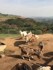 Flag Farm Animal Farm