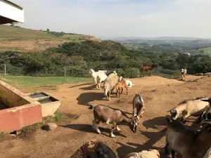 Flag Farm Animal Farm