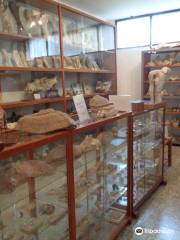 Museo Paleontologico