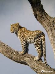 Kruger Africa Safaris