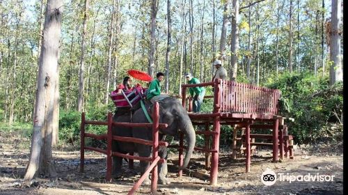 Pyay Elephant Camp