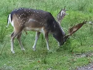 Wildpark Neuhaus