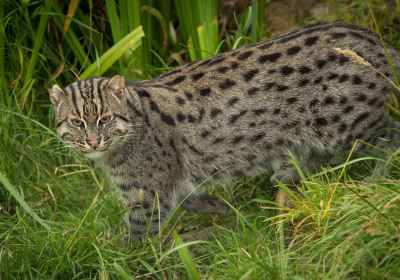 The Big Cat Sanctuary