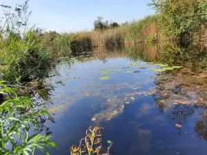 Parque nacional De Alde Feanen