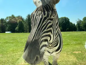 adirondack animal land