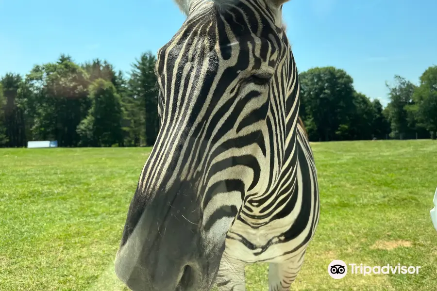 Adirondack Animal Land