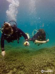 Kirra Dive on the tweed