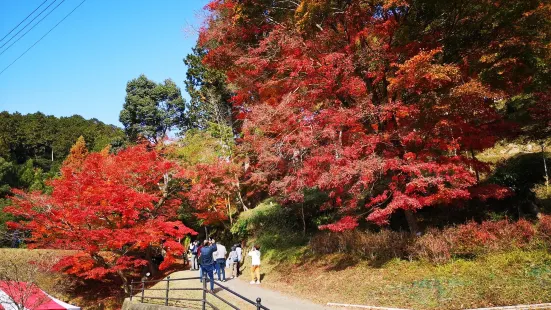 最上山公園もみじ山