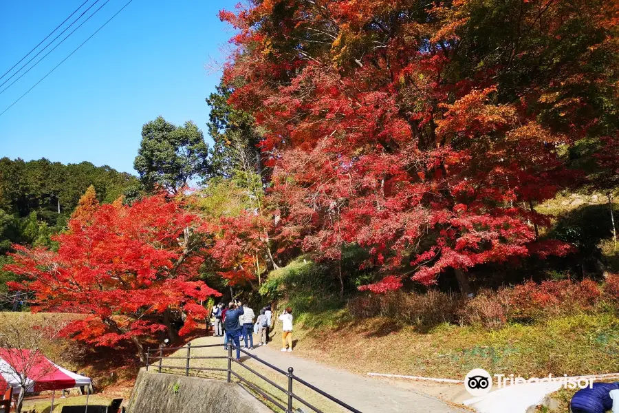 最上山公園もみじ山