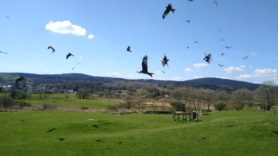 Bellymack Hill Farm - Kite Feeding Station