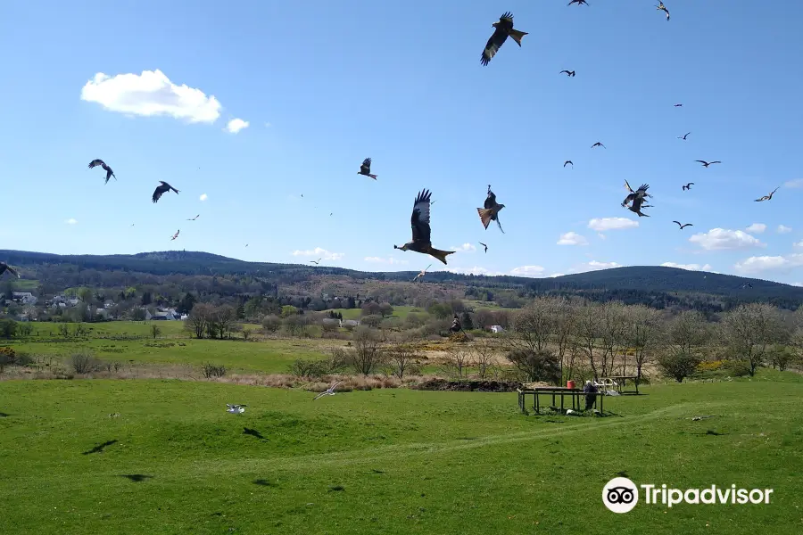 Bellymack Hill Farm - Kite Feeding Station