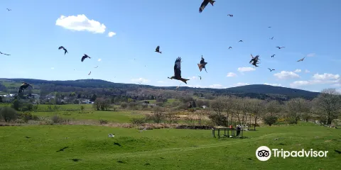 Bellymack Hill Farm - Kite Feeding Station