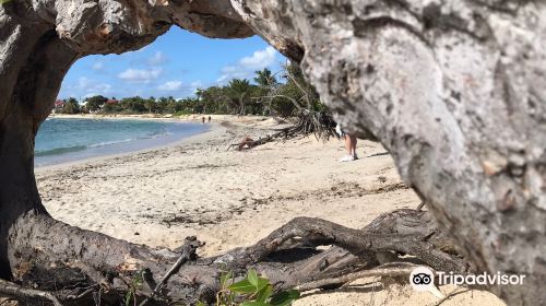 Plage des Raisins Clairs